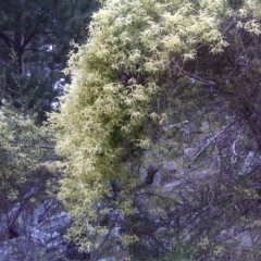 Clematis leptophylla (Small-leaf Clematis, Old Man's Beard) at Isaacs, ACT - 9 Sep 2016 by Mike