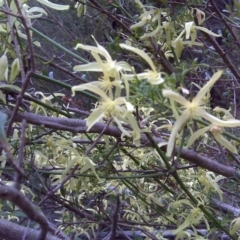 Clematis leptophylla at Isaacs, ACT - 9 Sep 2016 09:34 AM