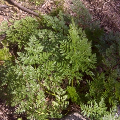 Conium maculatum (Hemlock) at Mount Mugga Mugga - 6 Sep 2016 by Mike