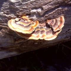 Trametes versicolor (Turkey Tail) at Mount Mugga Mugga - 6 Sep 2016 by Mike