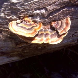 Trametes versicolor at O'Malley, ACT - 6 Sep 2016