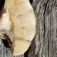 Trametes versicolor at O'Malley, ACT - 6 Sep 2016