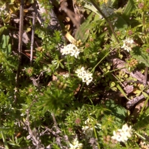 Asperula conferta at O'Malley, ACT - 6 Sep 2016