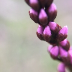 Indigofera australis subsp. australis at Majura, ACT - 9 Sep 2016 11:03 AM