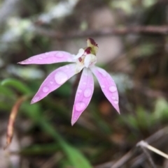 Caladenia fuscata (Dusky Fingers) at Majura, ACT - 9 Sep 2016 by AaronClausen