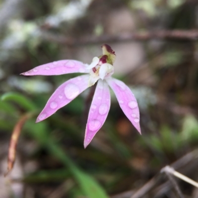 Caladenia fuscata (Dusky Fingers) at Majura, ACT - 9 Sep 2016 by AaronClausen