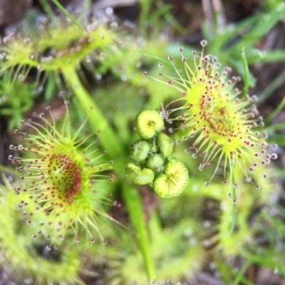 Drosera sp. (A Sundew) at Majura, ACT - 9 Sep 2016 by AaronClausen