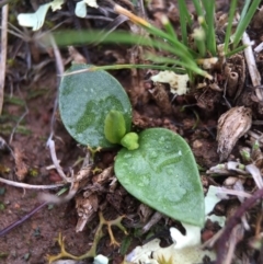 Ophioglossum lusitanicum subsp. coriaceum (Austral Adder's Tongue) at Majura, ACT - 9 Sep 2016 by AaronClausen