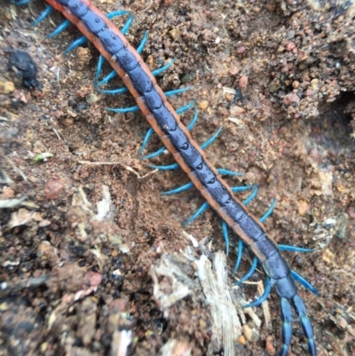 Scolopendra laeta (Giant Centipede) at Mount Majura - 9 Sep 2016 by AaronClausen