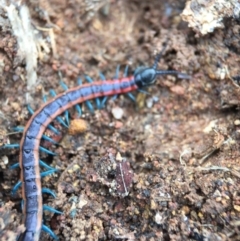 Scolopendra laeta at Majura, ACT - 9 Sep 2016 10:25 AM