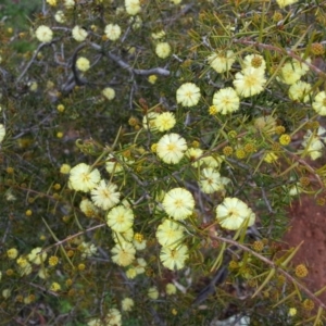 Acacia ulicifolia at Watson, ACT - 9 Sep 2016