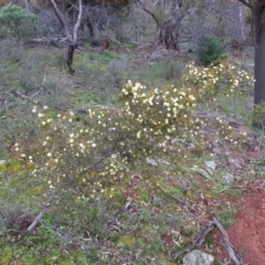 Acacia ulicifolia at Watson, ACT - 9 Sep 2016