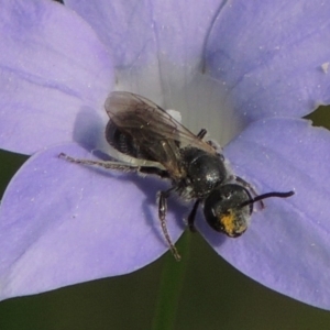 Lasioglossum (Chilalictus) brunnesetum at Pollinator-friendly garden Conder - 10 Oct 2015