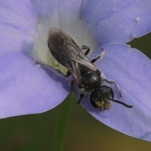 Lasioglossum (Chilalictus) brunnesetum at Pollinator-friendly garden Conder - 10 Oct 2015