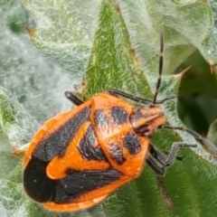 Agonoscelis rutila (Horehound bug) at Isaacs, ACT - 7 Sep 2016 by Mike