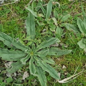 Echium vulgare at Isaacs Ridge - 7 Sep 2016