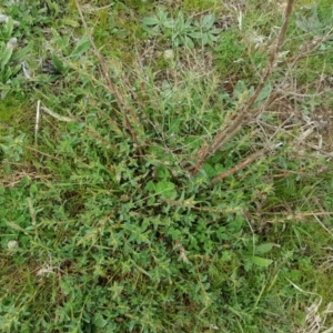 Hypericum perforatum at Isaacs, ACT - 7 Sep 2016