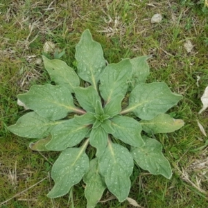 Echium plantagineum at Isaacs, ACT - 7 Sep 2016