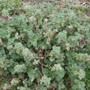 Marrubium vulgare at Isaacs Ridge - 7 Sep 2016