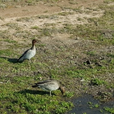 Chenonetta jubata (Australian Wood Duck) at O'Malley, ACT - 6 Sep 2016 by Mike