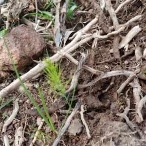 Asparagus officinalis at O'Malley, ACT - 5 Sep 2016