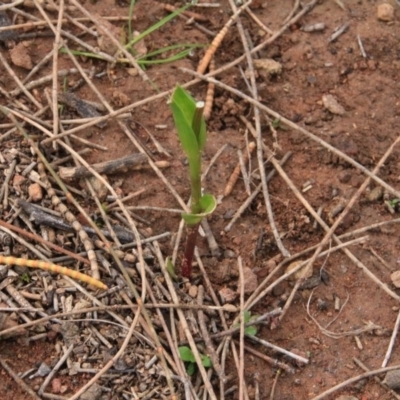 Unidentified at Mount Majura - 8 Sep 2016 by petersan