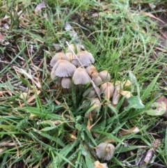 Coprinellus etc. (An Inkcap) at Deakin, ACT - 9 Sep 2016 by jksmits