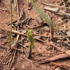 Caladenia sp. (A Caladenia) at Canberra Central, ACT - 7 Sep 2016 by petersan