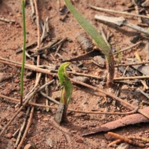 Caladenia sp. at Canberra Central, ACT - 8 Sep 2016