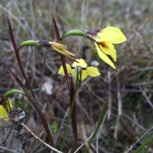 Diuris chryseopsis at Gungahlin, ACT - 10 Sep 2016