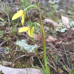 Diuris chryseopsis at Gungahlin, ACT - 10 Sep 2016