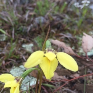 Diuris chryseopsis at Gungahlin, ACT - suppressed