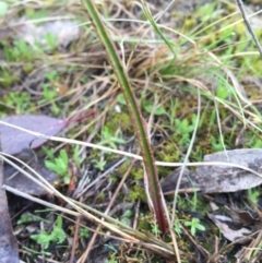 Thelymitra sp. - 10 Sep 2016 by AaronClausen