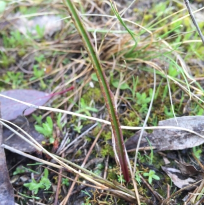 Thelymitra sp. - 10 Sep 2016 by AaronClausen