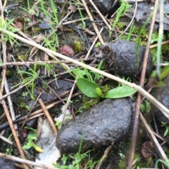 Ophioglossum lusitanicum subsp. coriaceum (Austral Adder's Tongue) at Gungahlin, ACT - 10 Sep 2016 by AaronClausen