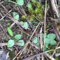 Pterostylis sp. at Gungahlin, ACT - suppressed