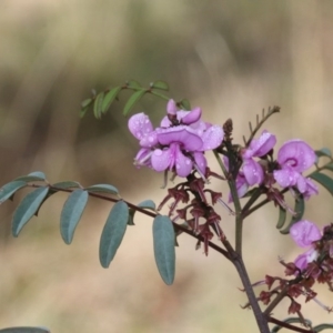 Indigofera australis subsp. australis at O'Connor, ACT - 10 Oct 2015