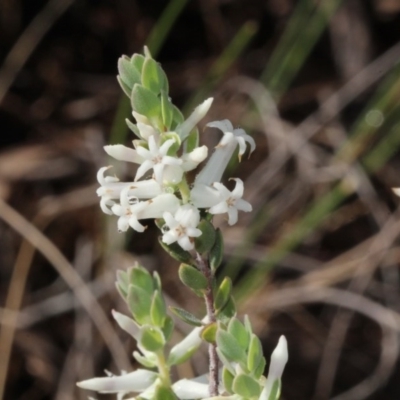 Brachyloma daphnoides (Daphne Heath) at O'Connor, ACT - 9 Oct 2015 by PeteWoodall