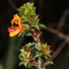 Pultenaea procumbens (Bush Pea) at O'Connor, ACT - 9 Oct 2015 by PeteWoodall