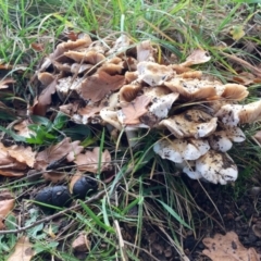 Hebeloma crustuliniforme (Poison pie) at Giralang, ACT - 10 Sep 2016 by sartonite