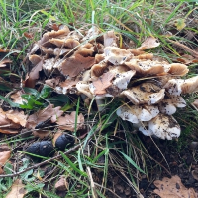 Hebeloma crustuliniforme (Poison pie) at Giralang, ACT - 10 Sep 2016 by sartonite