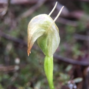 Pterostylis nutans at Point 5204 - suppressed