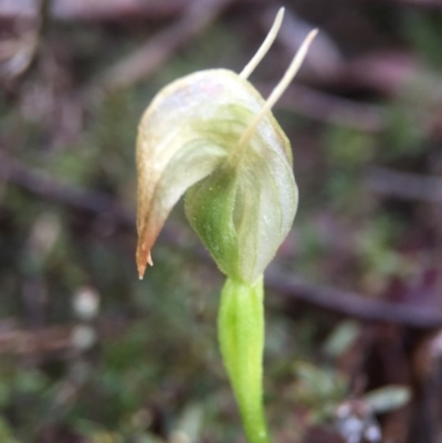 Pterostylis nutans (Nodding Greenhood) at Point 5204 - 10 Sep 2016 by JasonC