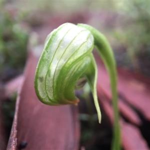 Pterostylis nutans at Point 5204 - suppressed