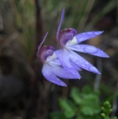 Cyanicula caerulea at Point 20 - suppressed