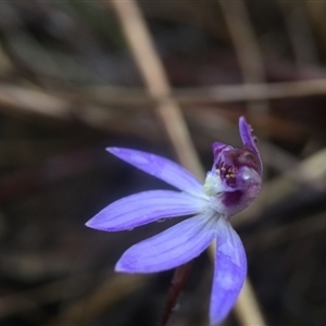 Cyanicula caerulea at Point 20 - suppressed