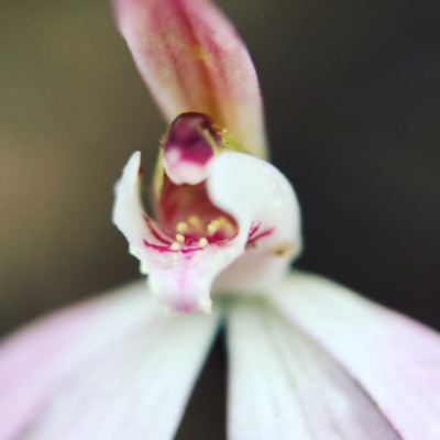 Caladenia fuscata (Dusky Fingers) at Canberra Central, ACT - 10 Sep 2016 by JasonC