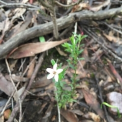 Rhytidosporum procumbens at Canberra Central, ACT - 10 Sep 2016 08:45 PM