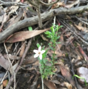 Rhytidosporum procumbens at Canberra Central, ACT - 10 Sep 2016 08:45 PM