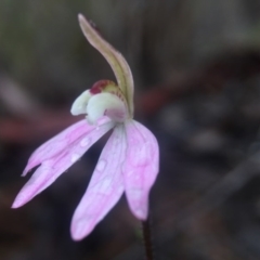 Caladenia fuscata (Dusky Fingers) at Canberra Central, ACT - 10 Sep 2016 by JasonC